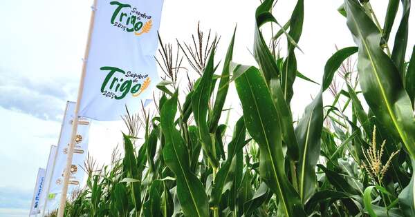 La Nación / Oficializan el lanzamiento de la campaña nacional de siembra de trigo 2025