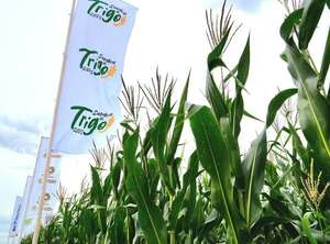 Lanzamiento oficial de la Campaña Nacional de Siembra de Trigo 2025 | Agronegocios | 5Días