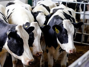 La leche en polvo entera aumentó 6,2% en el mercado internacional de Fonterra
