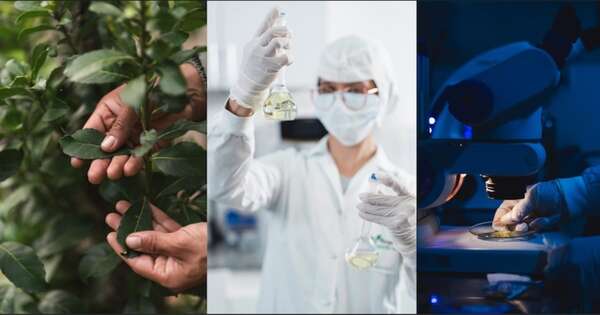 La Nación / Santa Margarita descubrió nuevos compuestos activos en la yerba mate