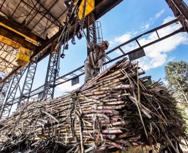 Así sería el nuevo tren de molienda que proponen a cañicultores