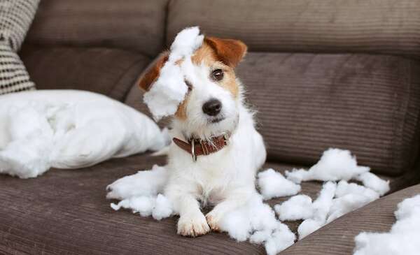 Mi perro destruye todo cuando me voy: causas del apego excesivo y cómo manejarlo - Mascotas - ABC Color