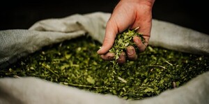 El Directorio del Laboratorio y Herboristería Santa Margarita S.A. anuncia el descubrimiento de compuestos activos nuevos en la Yerba Mate | Análisis Macro | 5Días