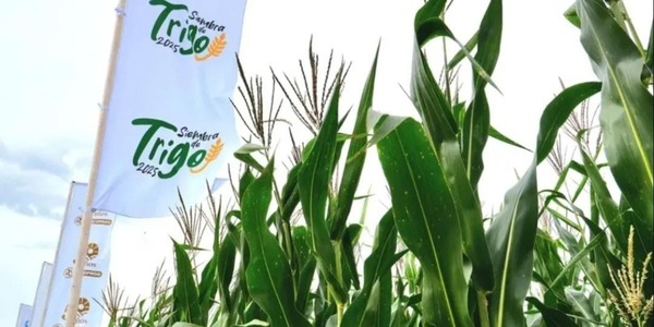 Se lanzó la Campaña Nacional de Siembra de Trigo 2025 • PARAGUAY TV