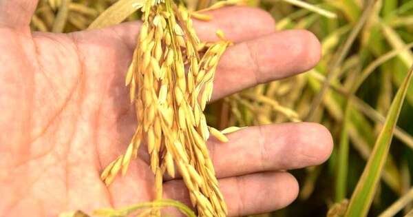 La Nación / Más del 50 % del trigo nacional lo produce las cooperativas