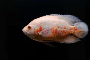 Científicos suizos diseñan un robot acuático comestible por peces - Ciencia - ABC Color