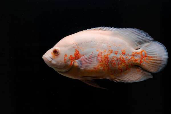 Científicos suizos diseñan un robot acuático comestible por peces - Ciencia - ABC Color