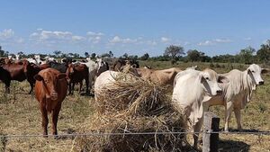 Ganaderos urgen una recuperación en el hato el cual se proyecta para el 2027 - 1000 Noticias
