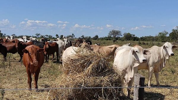 Ganaderos urgen una recuperación en el hato el cual se proyecta para el 2027 - 1000 Noticias