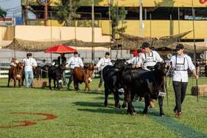 Arrancó la Nacional de Otoño Brangus con un total de 783 animales inscriptos | Agronegocios | 5Días