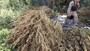 Senad destruye más de ocho toneladas de marihuana en Amambay