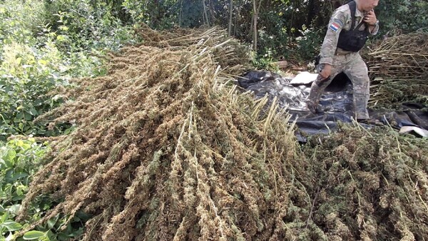 Senad destruye más de ocho toneladas de marihuana en Amambay