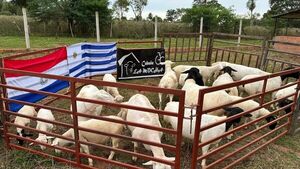 Paraguay exportó más de 60 ejemplares ovinos a Uruguay