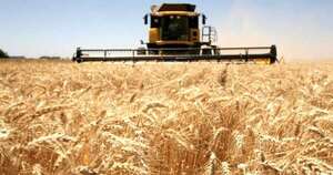 La Nación / Más del 50 % del trigo nacional lo produce las cooperativas