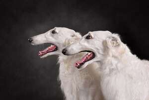 Borzoi: el aristocrático sabueso galgo ruso de andar gracioso - Mascotas - ABC Color