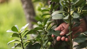 Santa Margarita descubre nuevas propiedades terapéuticas en la Yerba Mate