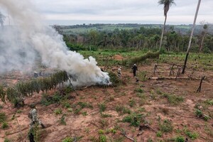 Eliminan producción de 24 toneladas de marihuana en comunidad indígena de Canindeyú - .::Agencia IP::.