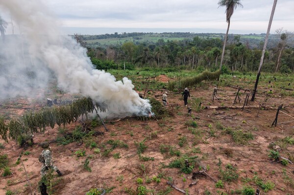 Eliminan producción de 24 toneladas de marihuana en comunidad indígena de Canindeyú - .::Agencia IP::.