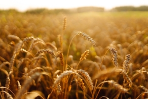 Más del 50 % del trigo nacional lo produce las cooperativas