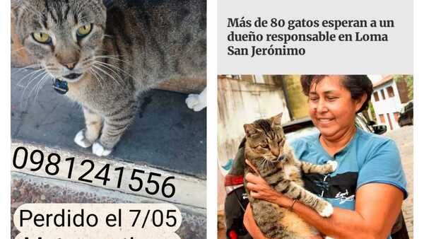 Se perdió Matungo, el gato más sociable del refugio de San Jerónimo