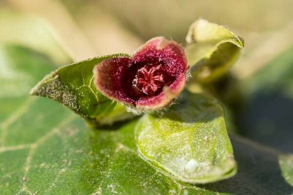 Evolución floral: algunas huelen a cadáver putrefacto para atraer polinizadores - Ciencia - ABC Color
