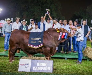 Agroganadera Concepción exportó Grandes Campeones Brangus y Brahman a la Argentina