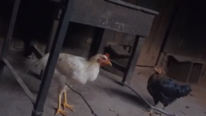 Doña denuncia el “secuestro” de gallinas por parte de sus vecinos