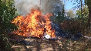 Eliminan cerca de 63 toneladas de marihuana en Colonia Estrella, Amambay - 1000 Noticias