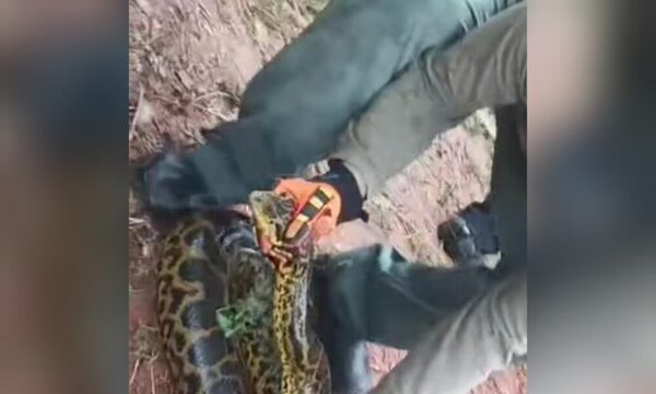 (VIDEO)Feroz anaconda apareció en una bodega de Ypané