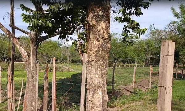 Faenan una vaca lechera y matan a la cría de una anciana mujer en Coronel Oviedo – Prensa 5