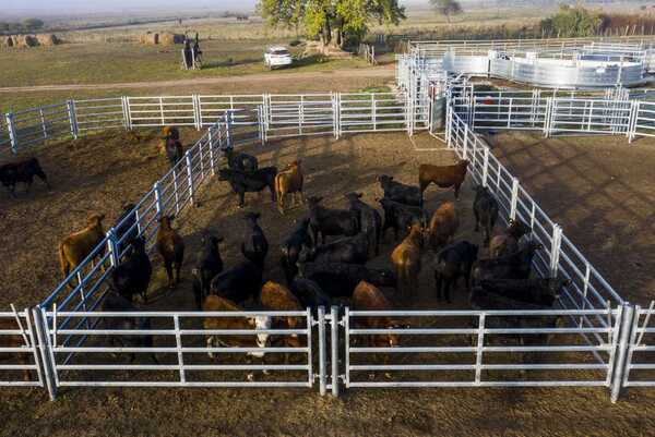 Precio del novillo paraguayo continúa al alza y ya se ubica en US$ 4,36 por kg | Agronegocios | 5Días