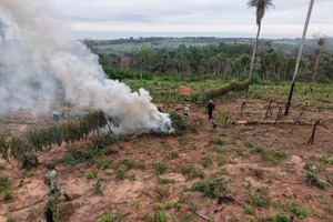 Eliminan producción de 24 toneladas de marihuana en comunidad indígena de Canindeyú - ADN Digital