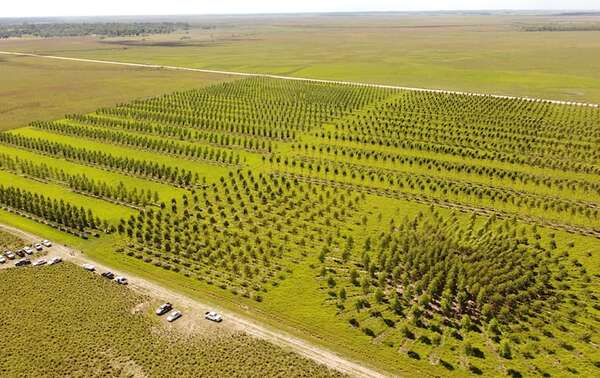 Sector forestal en la canasta exportable - ABC Campo - ABC Color