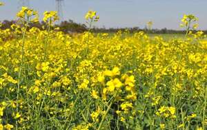 La canola convoca a productores de la región - ABC Campo - ABC Color