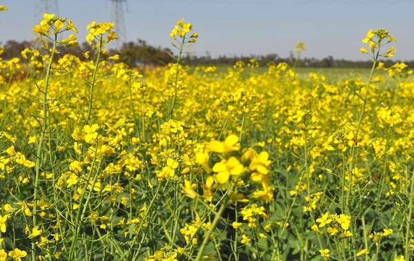 La canola convoca a productores de la región - ABC Campo - ABC Color