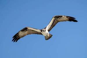 Día Mundial de las Aves Migratorias: así vuelan miles de kilómetros sin GPS - Ciencia - ABC Color