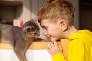Cinco razas de gatos ideales para vivir con niños pequeños - Mascotas - ABC Color