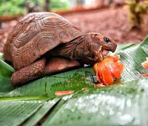 El Instituto Smithsonian organiza curso práctico de nutrición para zoológicos, con apoyo de Itaipu - .::Agencia IP::.