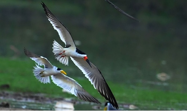 Día Mundial de las aves migratorias - OviedoPress