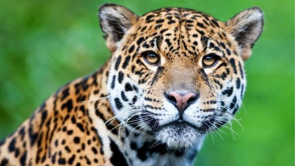 Yaguareté en Paraguay: técnicas anti predatorias resaltan en estudio científico sobre este felino