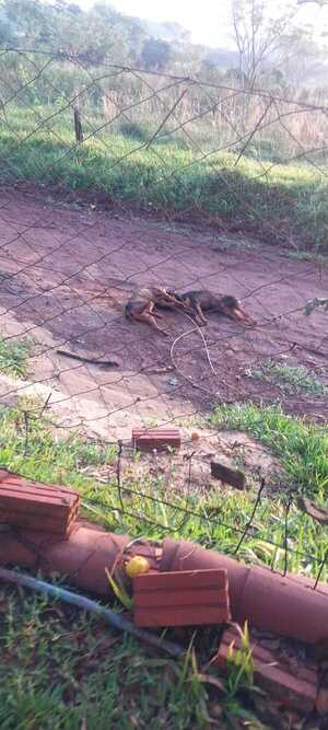 Cables sueltos mataron a animales en Cambyretá