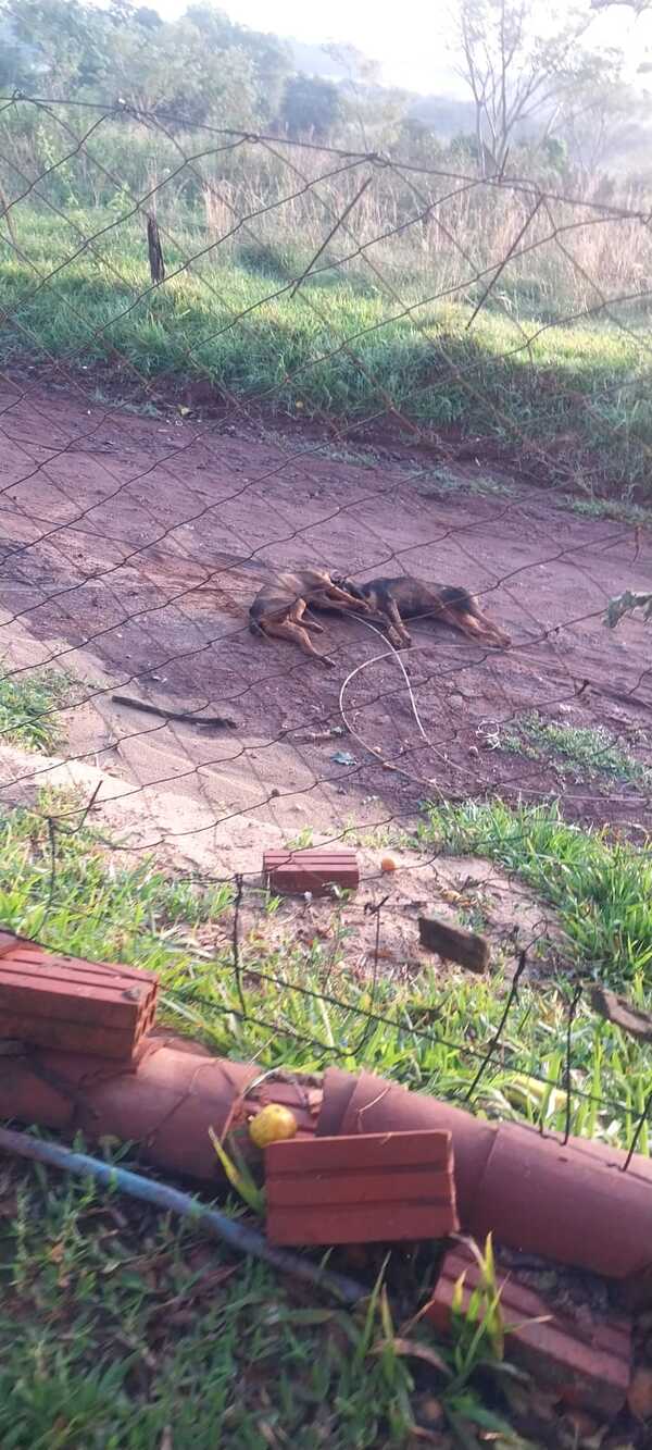 Cables sueltos mataron a animales en Cambyretá