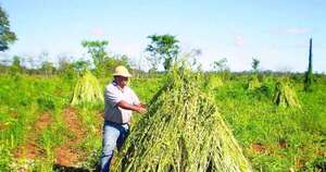 La Nación / Sésamo repunta con fuerza y exportaciones crecen un 65 %