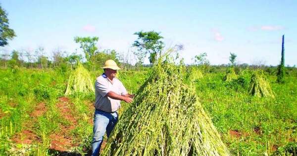 La Nación / Sésamo repunta con fuerza y exportaciones crecen un 65 %