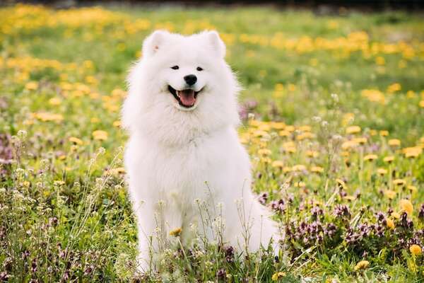Samoyedo: el perro que siempre sonríe, pero necesita frío y mucho ejercicio - Mascotas - ABC Color