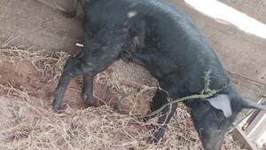 Clavaron a Chita y soltaron perros para que lo muerdan, denuncian