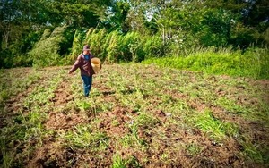 Productores caazapeños reciben semillas para mejorar la fertilidad del suelo - ADN Digital