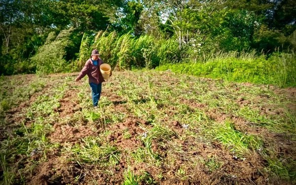 Productores caazapeños reciben semillas para mejorar la fertilidad del suelo - ADN Digital