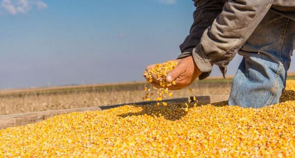 Granos suben a expectativas de acuerdo comercial entre China y EE.UU
