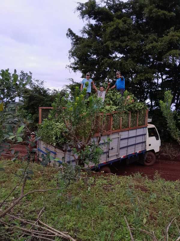 Video: Bajo precio marca inicio de cosecha de yerba mate